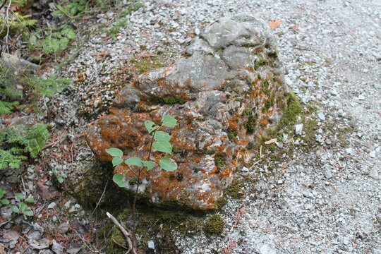 A sample of Sunburst Lichen (Xanthoria Elegans) in the Teloschists family, growing in Ontario Canada. -Captured by MIROFOSS.