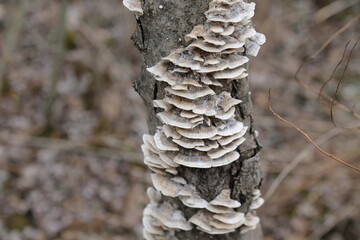 A sample of Turkey Tail (Trametes Versicolor) in the Polypore family, growing in Ontario Canada....