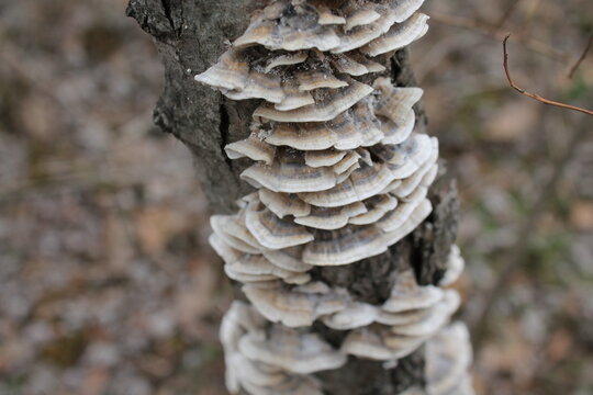 A sample of Turkey Tail (Trametes Versicolor) in the Polypore family, growing in Ontario Canada. -Captured by MIROFOSS.
