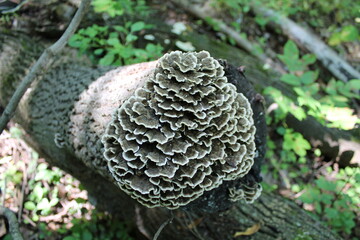 A sample of Turkey Tail (Trametes Versicolor) in the Polypore family, growing in Ontario Canada. -Captured by MIROFOSS.