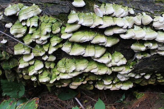 A sample of Violet Toothed Polypore (Trichaptum Biformis) in the Polypore family, growing in Ontario Canada. -Captured by MIROFOSS.