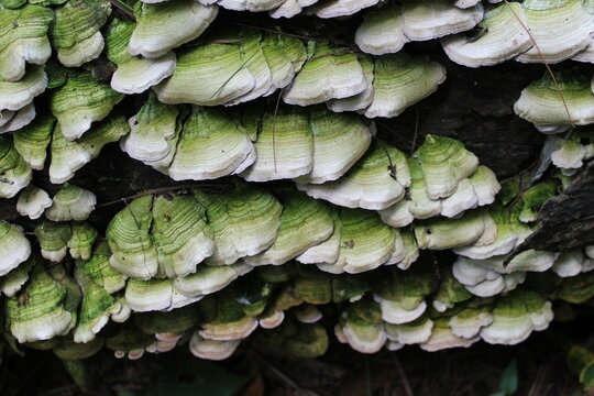 A sample of Violet Toothed Polypore (Trichaptum Biformis) in the Polypore family, growing in Ontario Canada. -Captured by MIROFOSS.