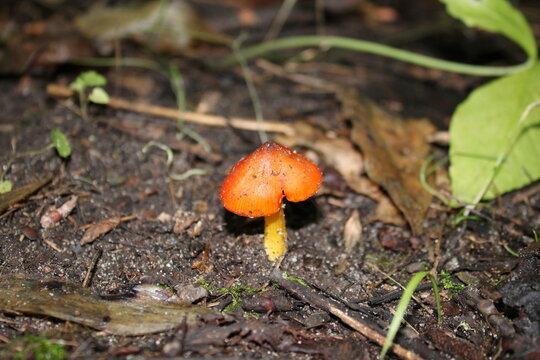 A sample of Witches Cap (Hygrocybe Conic) in the Waxy Cap family, growing in Ontario Canada. -Captured by MIROFOSS.