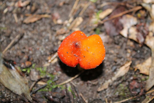 A sample of Witches Cap (Hygrocybe Conic) in the Waxy Cap family, growing in Ontario Canada. -Captured by MIROFOSS.