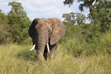 Afrikanischer Elefant / African elephant / Loxodonta africana