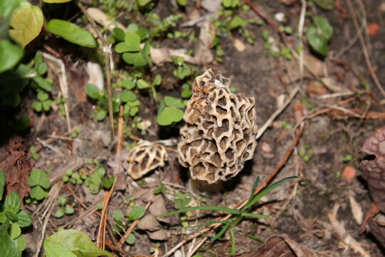 A sample of Yellow Morel (Morchella Esculenta) in the Morels family, growing in Ontario Canada. -Captured by MIROFOSS.