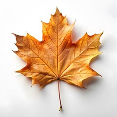 Fototapeta premium Single Autumn Maple Leaf