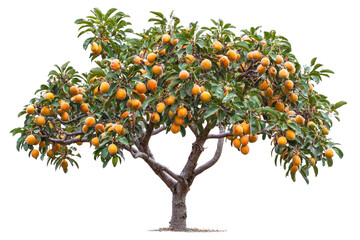 Fototapeta premium Lush orange tree laden with ripe fruit amidst vibrant green foliage