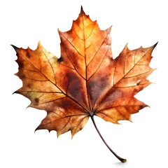 Fototapeta premium Autumn Maple Leaf