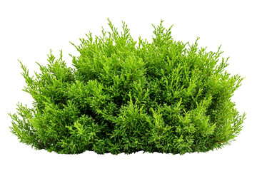 Fototapeta premium Lush Green Shrub with Dense Foliage Perfect for Landscaping and Gardens