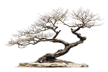 Elegant Bonsai Tree with Intricate Twisted Branches and Fine Detail