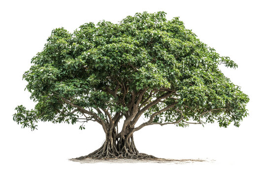 Large and Lush Green Tree with Dense Foliage and Exposed Roots