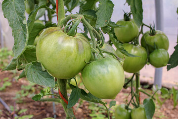big, green tomatoes in a greenhouse