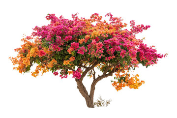 Vibrant Bougainvillea Tree Blooms in Stunning Colors of Pink and Orange