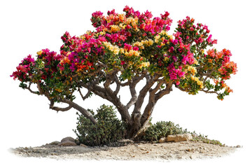 Bougainvillea Tree with Vibrant Flowers Against a Clear Background