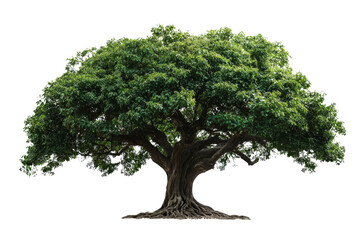 Obraz premium Majestic Tree with Lush Green Foliage Against a White Background