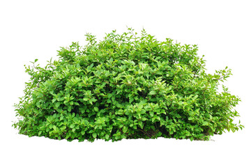 Obraz premium Lush Green Bush Featuring Dense Foliage in Natural Outdoor Environment
