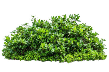 Obraz premium Lush Green Shrubbery with Vibrant Leaves and Fresh Foliage on Isolated Background