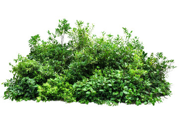 Obraz premium Dense Lush Green Foliage Ideal for Nature Background or Garden Design