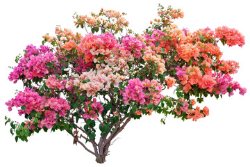 Vibrant Bougainvillea Flowers in Pink, Orange, and Cream Colors Growing Outdoors