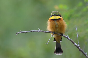 Zwergspint / Little bee-eater / Merops pusillus