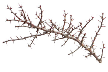 Obraz premium Dry Thorny Branch with Sharp Thorns and Colorful Buds Against Black Background