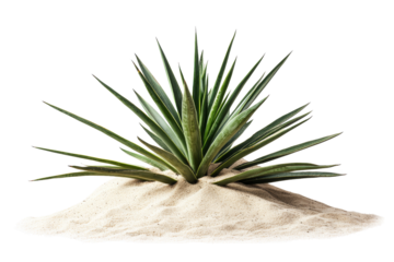 Lush Green Agave Plant on Sand Surface in Isolated Background Setting