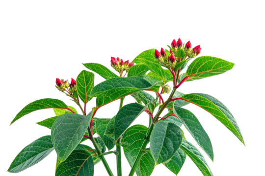 Vibrant Green Plant with Red Buds on Isolated Background for Nature Projects