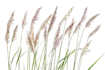 Delicate Pampas Grass Stems Blowing in the Gentle Breeze Against a Clear Sky