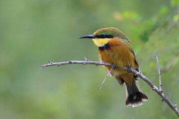 Zwergspint / Little bee-eater / Merops pusillus