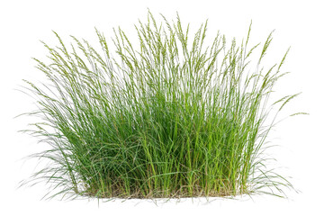 Lush Green Grass Blades on Isolated White Background for Nature Themes