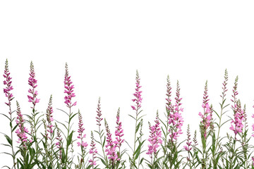 Vibrant Pink Flowers in Garden Setting with Green Foliage Background