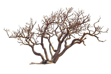 Fototapeta premium Striking Gnarled Tree with Twisted Branches Against a Transparent Background