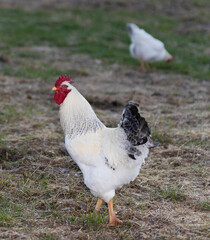 Chicken rooster staying between the photographer and his hen