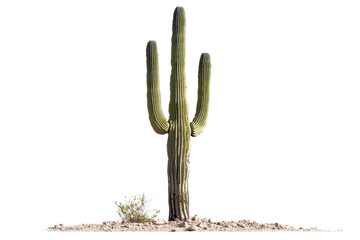 Tall Saguaro Cactus with Arms in Desert Landscape Against Clear Sky