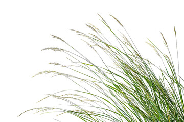 Flowing Grass Blades with Delicate Seed Head on a Transparent Background