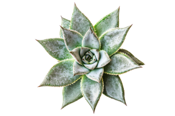 Close-Up View of a Green Agave Plant with Unique Leaf Patterns and Texture