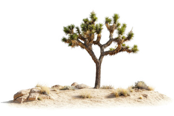 Isolated Joshua Tree on Desert Landscape with Rocks and Dry Grasses