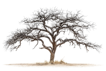 Detailed View of an Artistic Bare Tree with Intricate Branch Structure