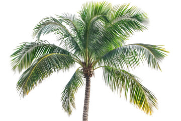 Tropical Palm Tree with Lush Green Leaves Isolated on White Background