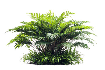 Lush Green Tropical Plant Foliage Isolated on White Background