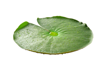 Fresh Green Lily Pad with Water Droplets Isolated on Black Background
