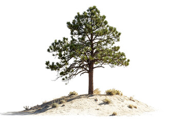 Solitary Pine Tree Growing on Sandy Hill Against a Clear Background