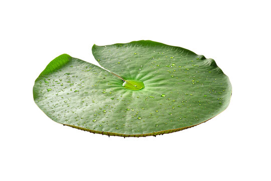 Fresh Green Lily Pad with Water Droplets Isolated on Black Background