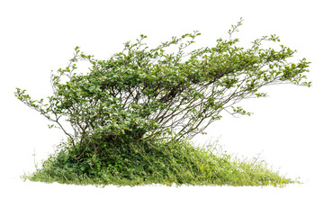 Lush Green Shrub Growing on a Small Mound Surrounded by Vibrant Grass