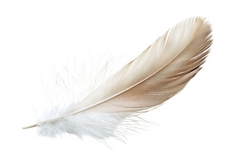Fototapeta premium Soft Elegant Feather Isolated on White Background for Natural Themes