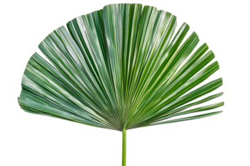 Vibrant Green Fan Palm Leaf Isolated on White Background for Nature Themes