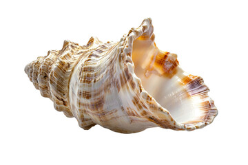 Obraz premium Beautiful Spiral Shell on Isolated Background Showing Natural Texture and Color
