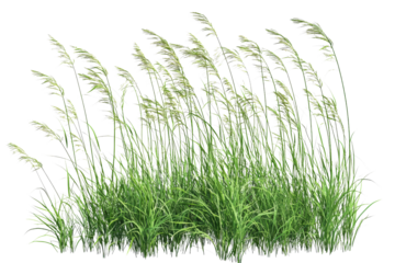 Lush Green Grass with Soft White Blossoms Swaying in a Gentle Breeze