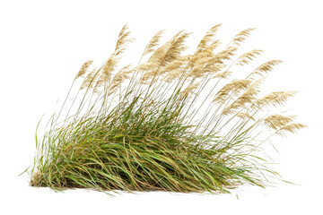 Pampas Grass Growing Naturally in a Lush Green Environment with Sunshine